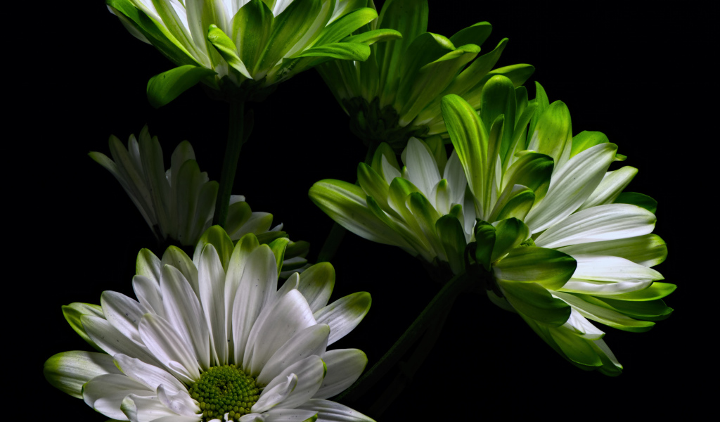 Бело-зеленые цветы хризантемы на черном фоне 