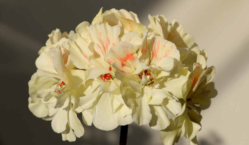 Белые цветы пеларгония крупным планом 