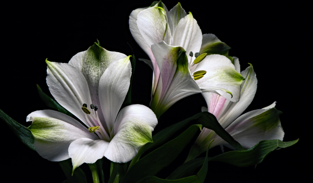 Белые цветы альстромерия с зелеными листьями на черном фоне