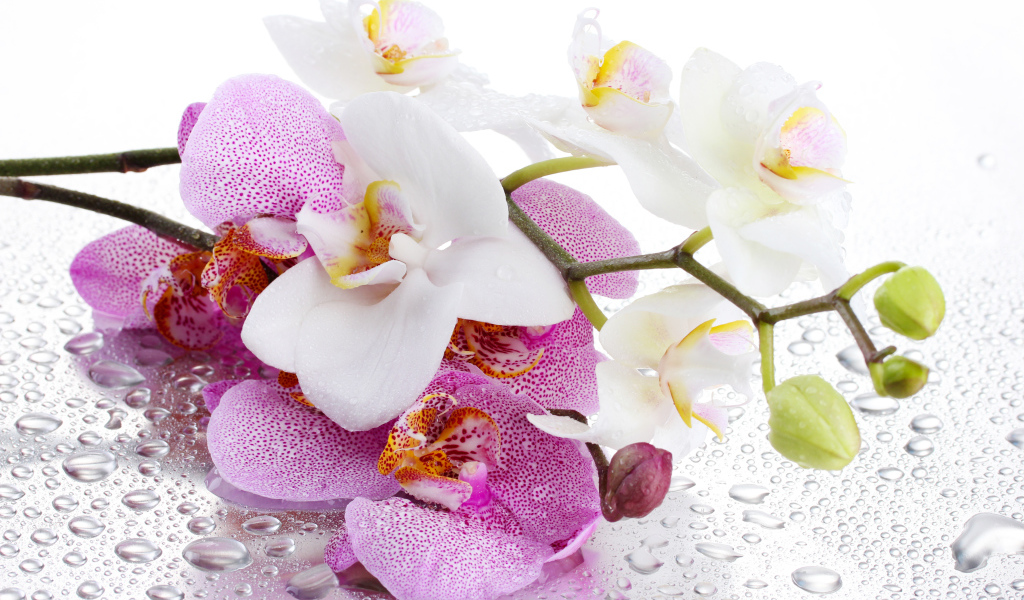 White and pink orchid flowers on a wet white background