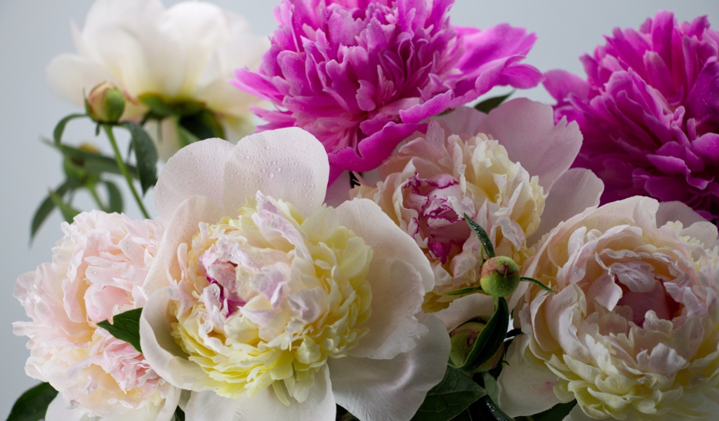 Белые и розовые цветы пиона крупным планом
