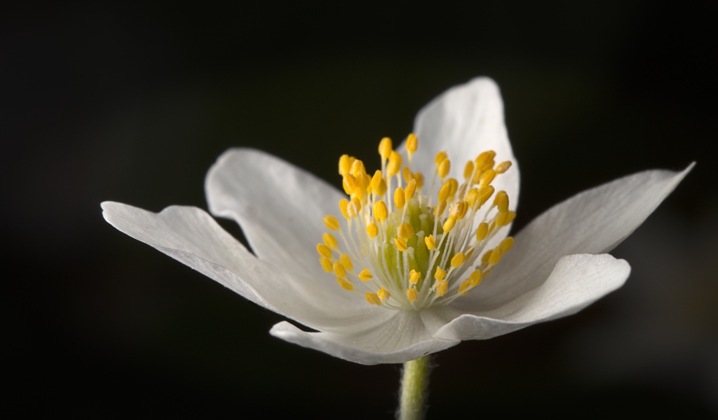 Белый цветок анемона на черном фоне 