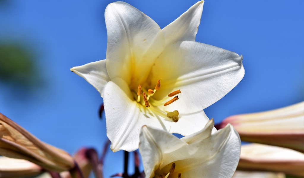 Белый красивый цветок лилии на фоне голубого неба