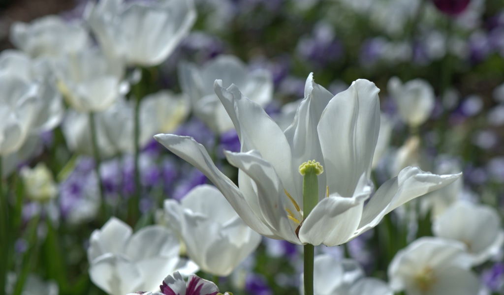 Белый распустившийся тюльпан в лучах солнца