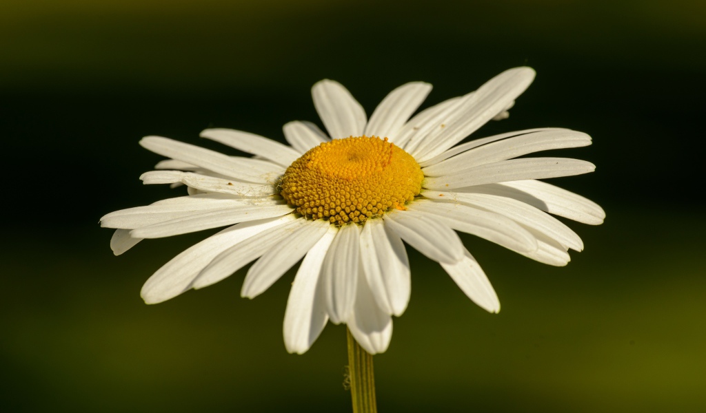 Белая ромашка с желтой серединкой в лучах солнца крупным планом
