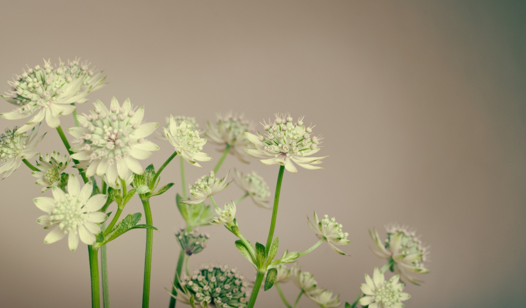 Белые цветы сельдерея на сером фоне