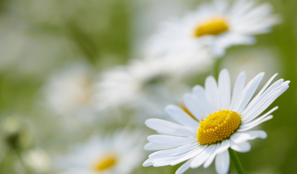 Белая ромашка на поле крупным планом