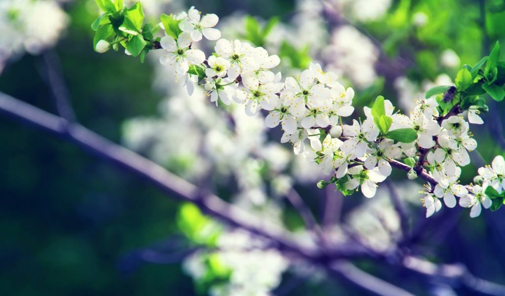 Белые цветы вишни на ветке крупным планом 