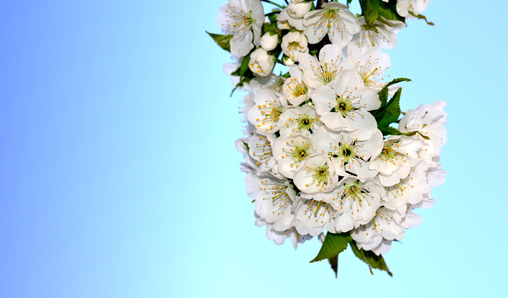 Белые цветы черешни с зелеными листьями на голубом фоне