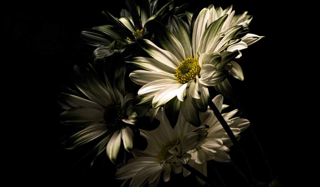 Белые цветы хризантемы на черном фоне