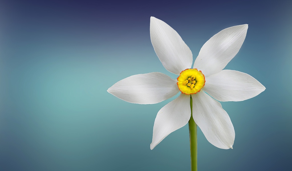 Белый нарцисс с желтой серединкой на голубом фоне
