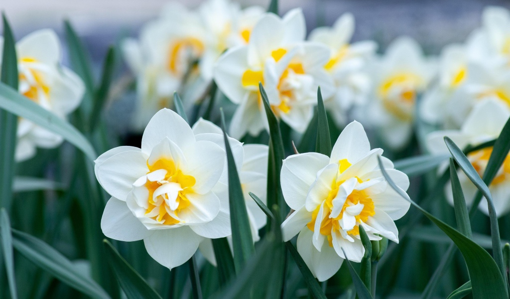 White daffodils with green leaves in the flowerbed