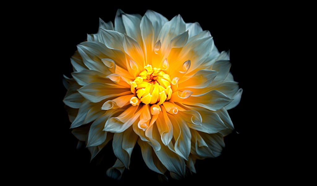 Белый цветок георгины с желтой серединкой на черном фоне