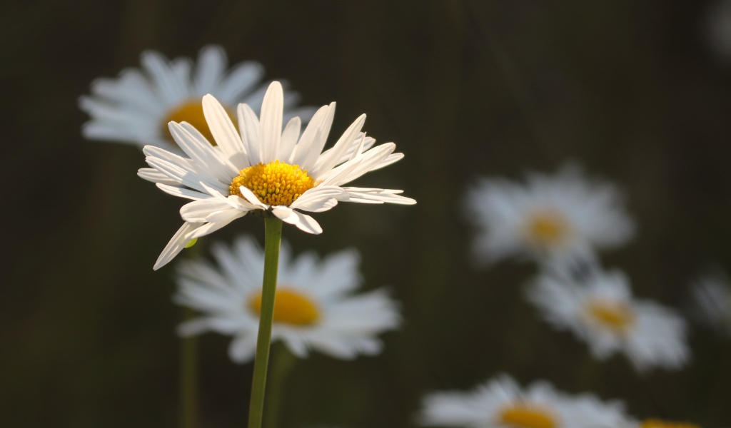 Белые ромашки в лучах солнца на поле