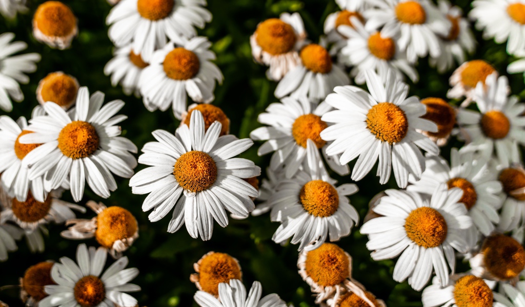 Белые ромашки с желтой серединкой крупным планом 