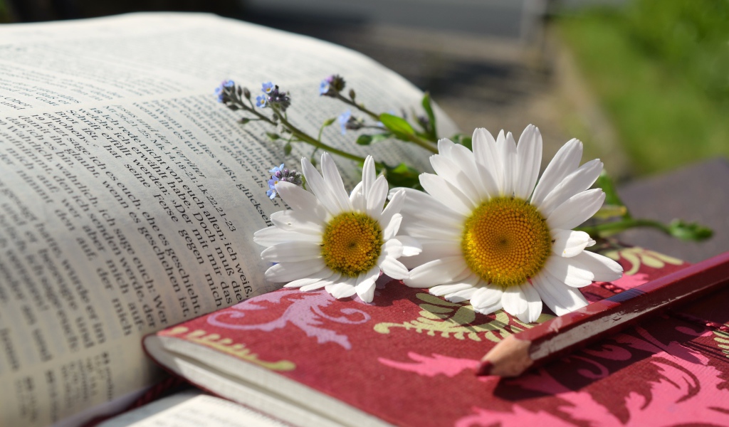 Белые ромашки с блокнотом и карандашом на книге 