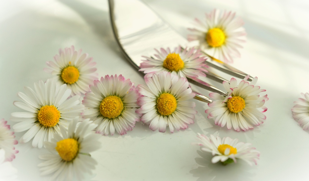 Белые маргаритки с желтыми серединками на столе с вилкой