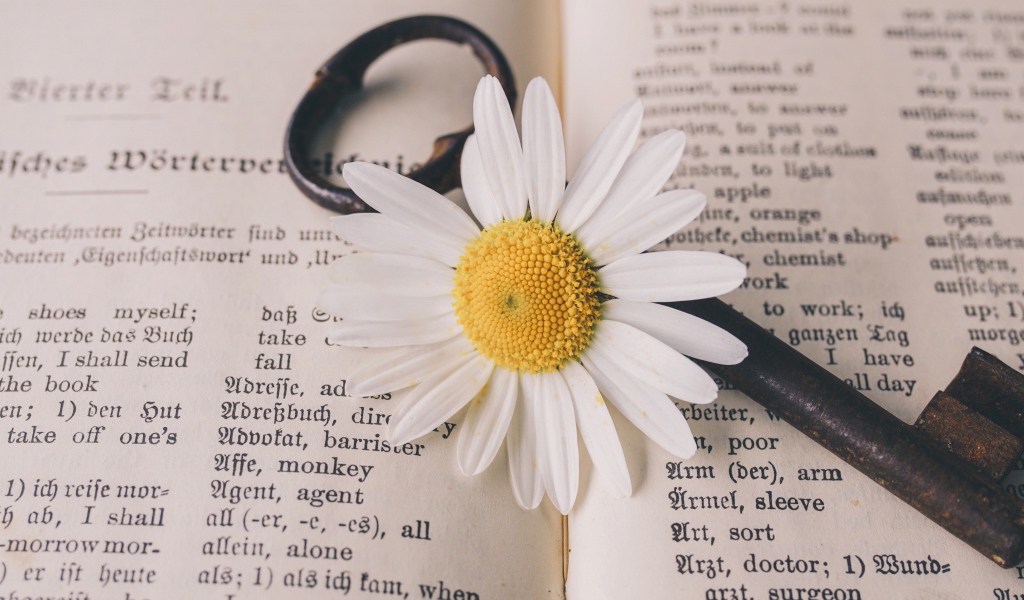 Белая ромашка с ключом лежат на книге