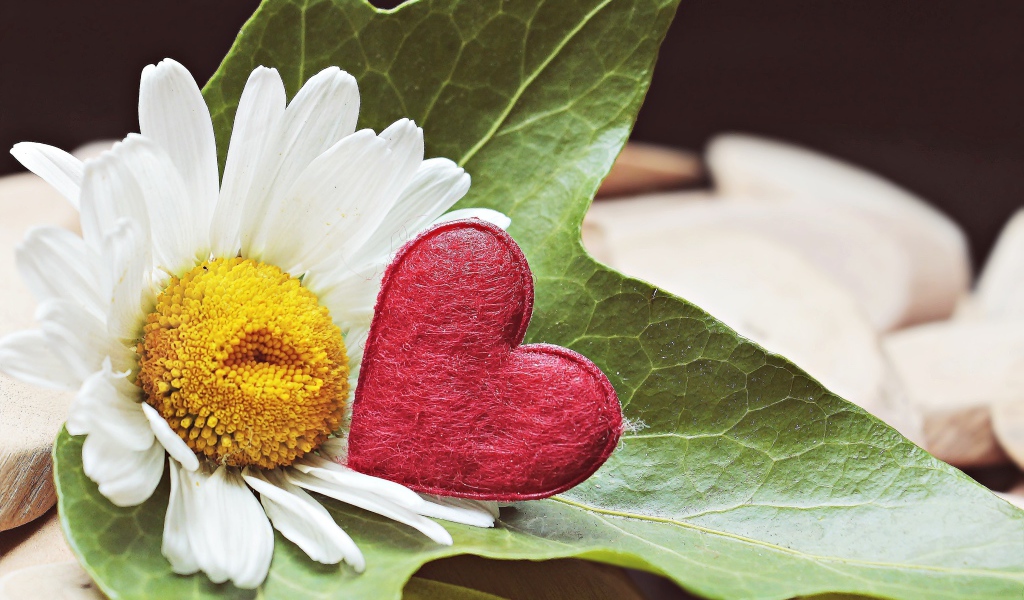 Белая ромашка с красным сердцем на листе