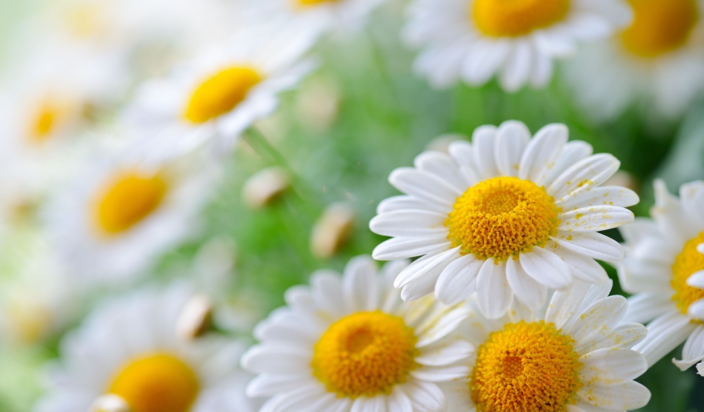 Белая ромашка с белыми лепестками в пыльце