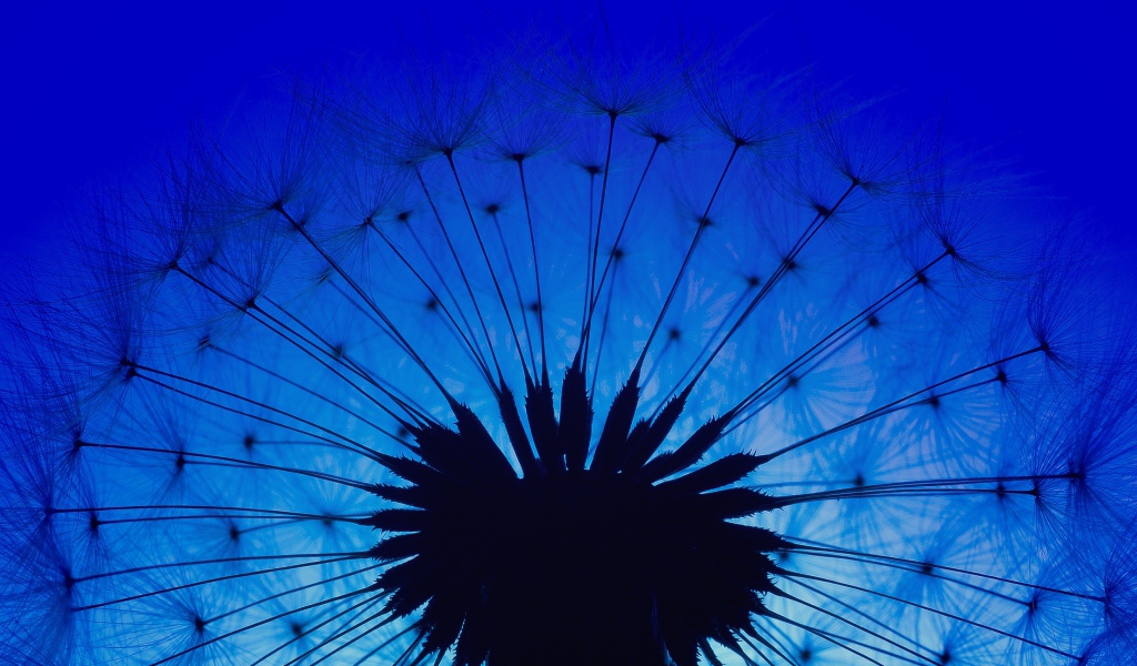 Белый одуванчик на фоне голубого неба в сумерках