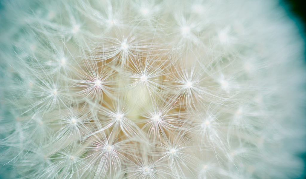 Белый цветок одуванчика крупным планом