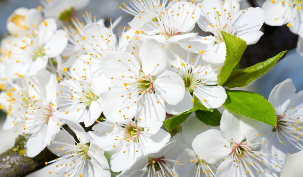 Белые нежные цветы черешни на дереве