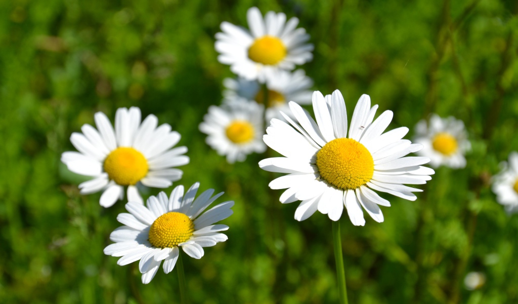 Белые нежные цветы ромашки в лучах солнца 
