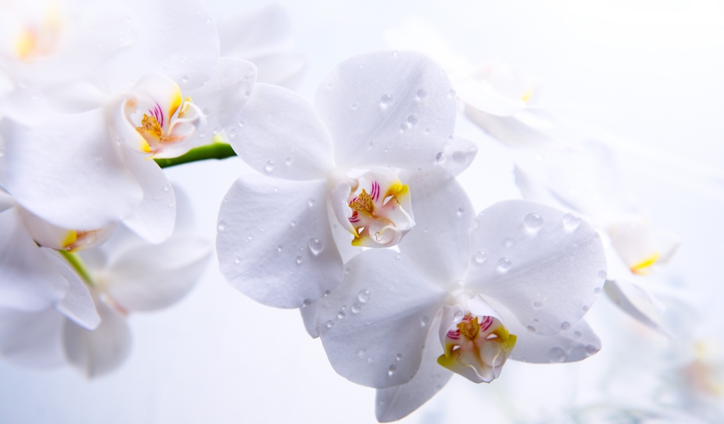 Белые нежные цветы орхидеи в каплях воды