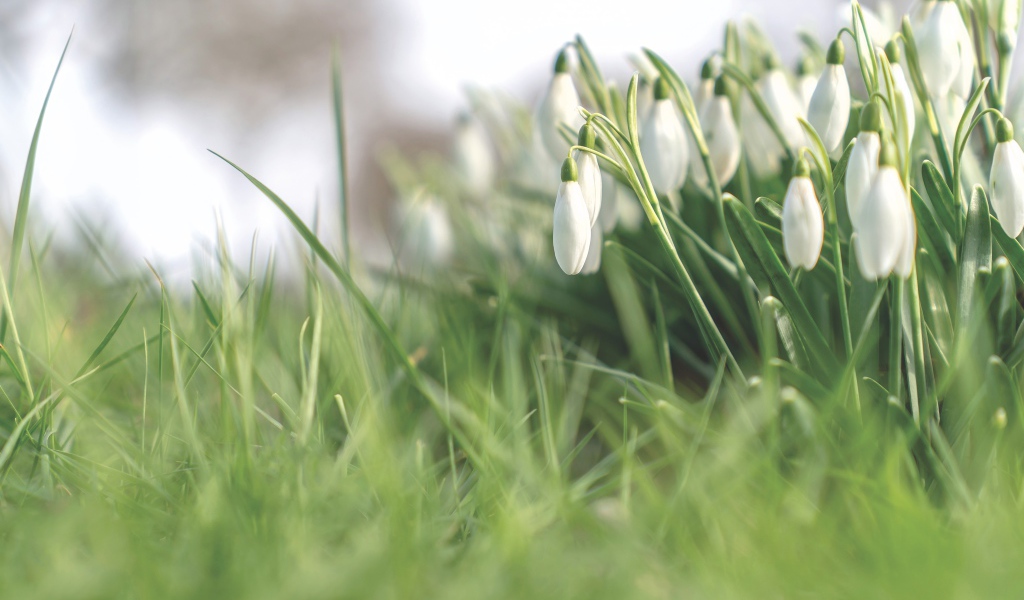 Белые нежные весенние цветы подснежники 