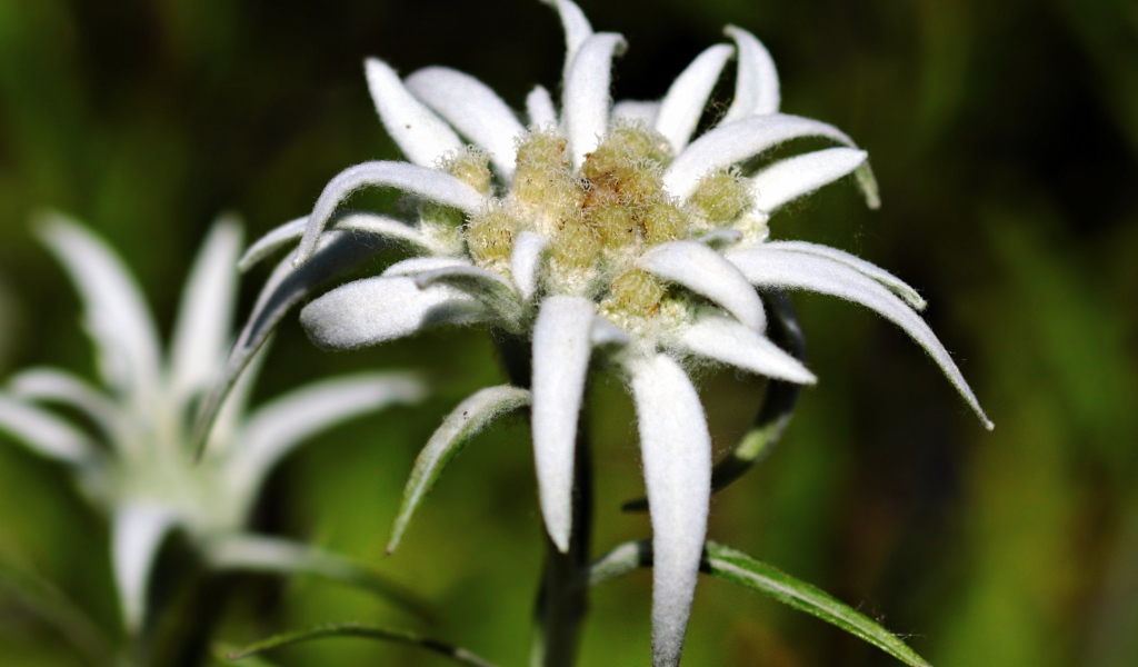 White edelweiss flowers close up