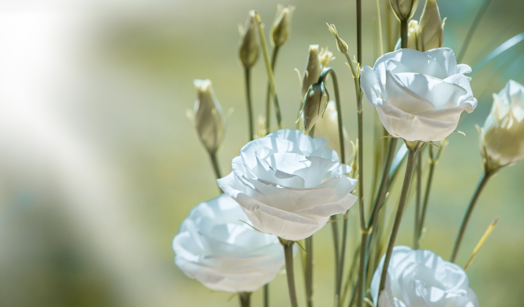 Белые цветы эустома с бутонами крупным планом