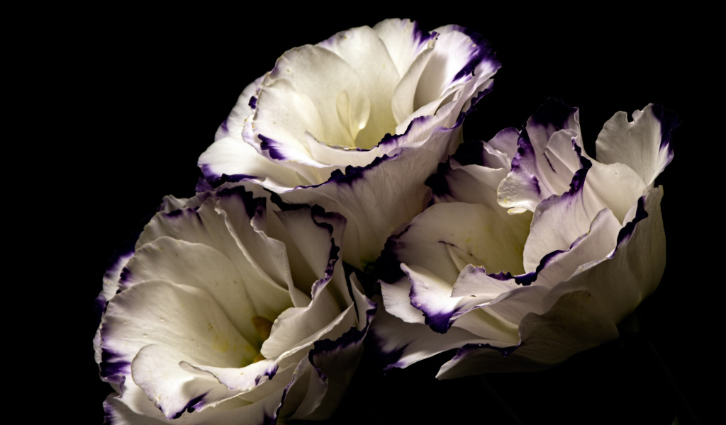 Белые цветы эустома с фиолетовыми концами на лепестках на черном фоне