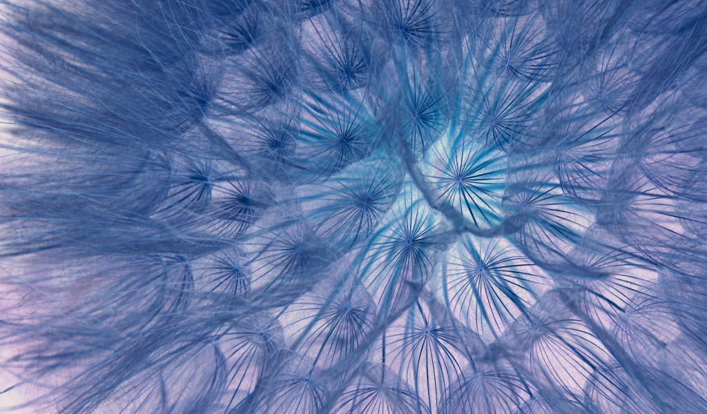 Белый отцветший одуванчик крупным планом