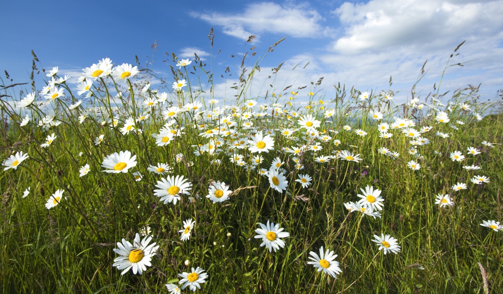 Белые полевые ромашки с колосками на поле под голубым небом 