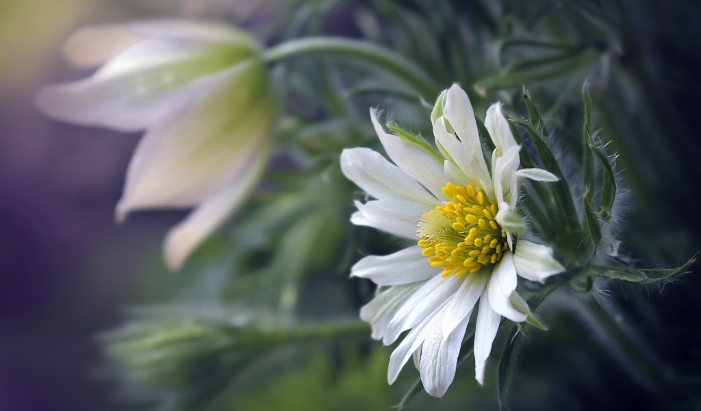 Белые цветы прострела с зелеными листьями