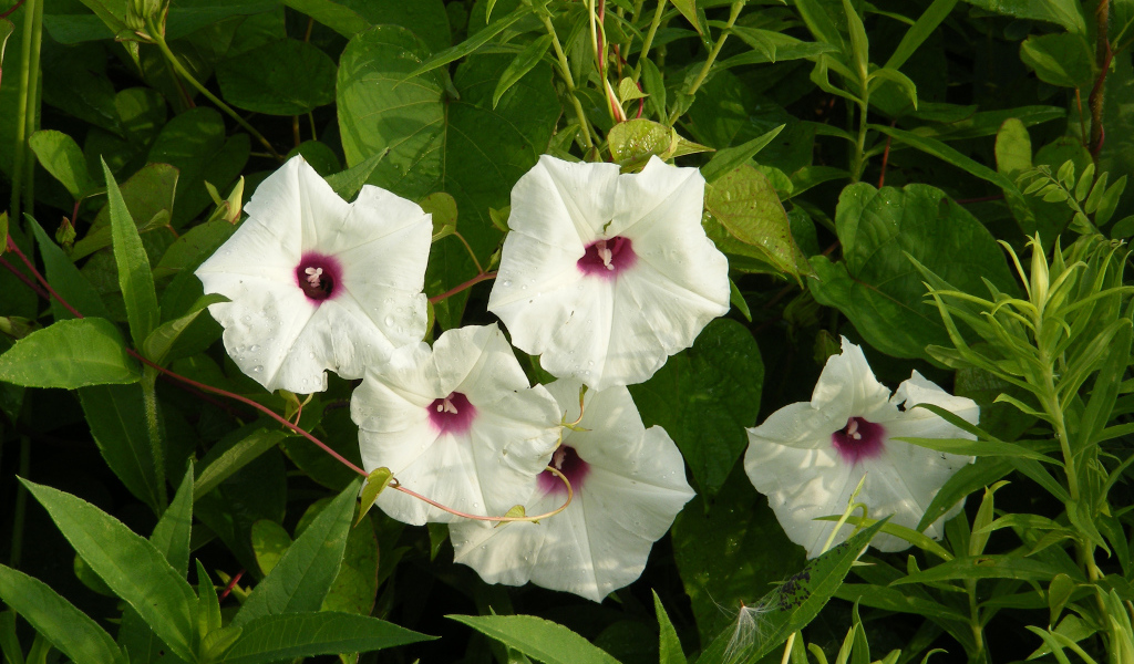 Белые цветы ипомеи в зеленых листьях 