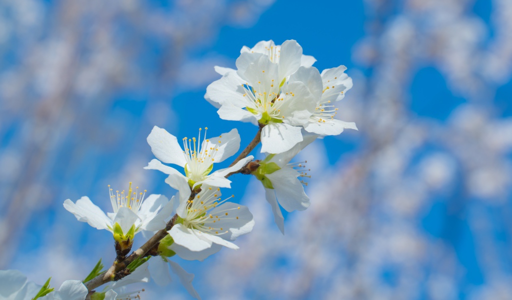 Белые цветы на ветке дерева на фоне неба