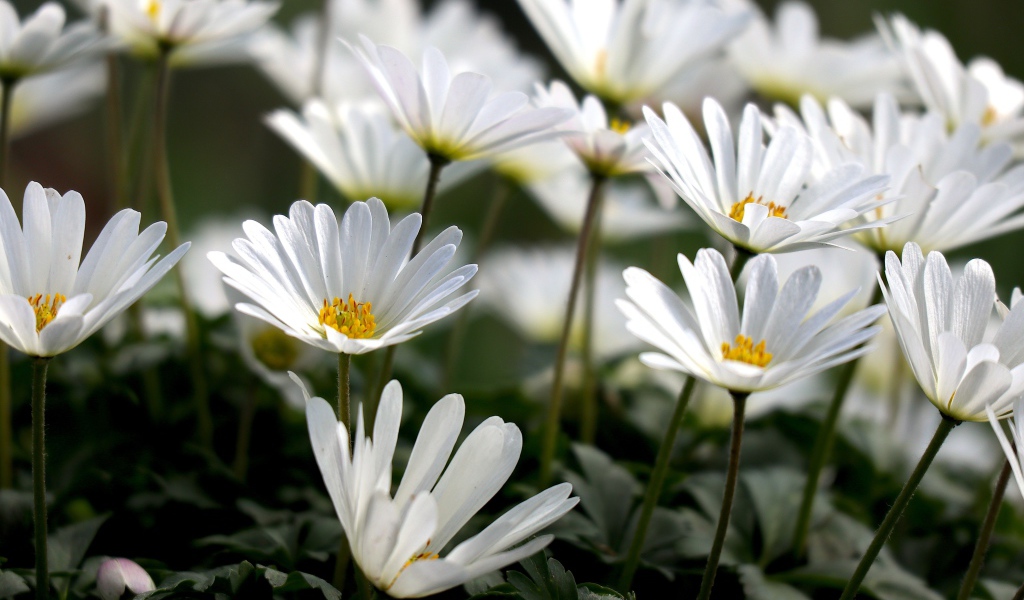 Белые цветы остеоспермум на клумбе 