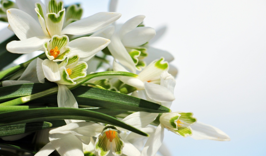 Белые цветы подснежники с зелеными листьями на белом фоне