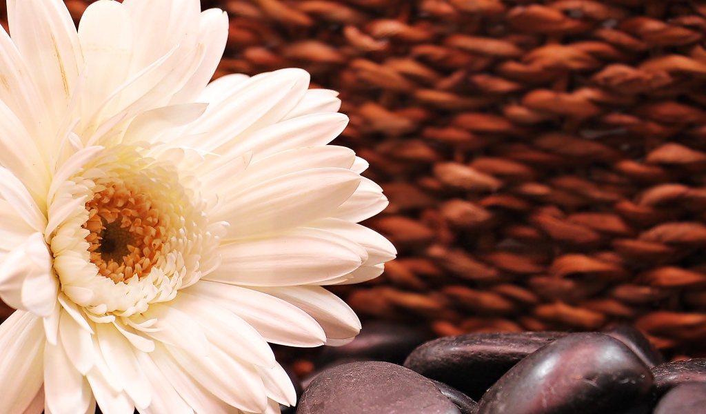 Белая гербера с черными камнями