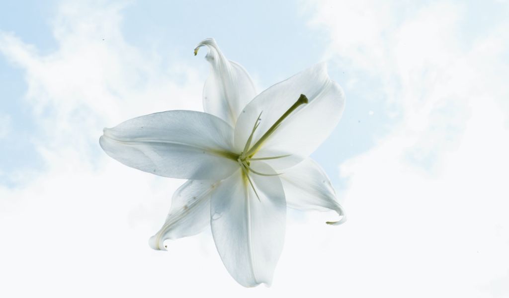 Белый цветок лилии на фоне неба