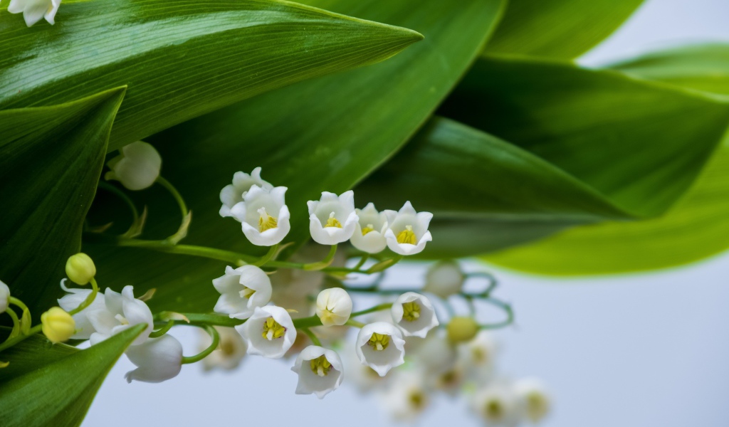 Белые цветы ландыша с зелеными листьями