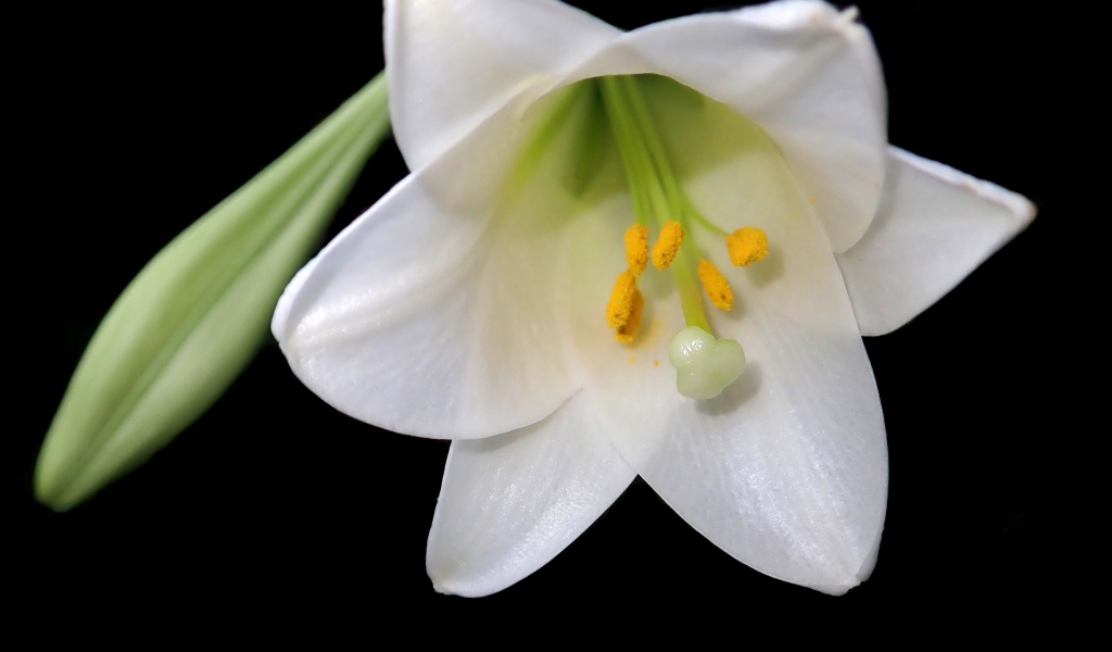 Белая лилия с бутоном на черном фоне