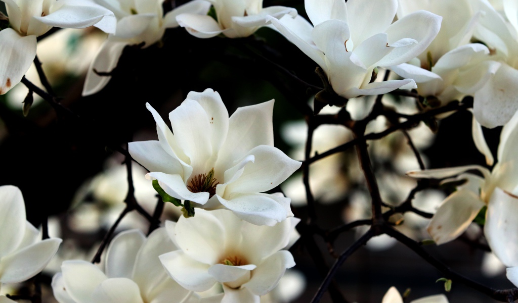 Белые цветы магнолии на ветках 