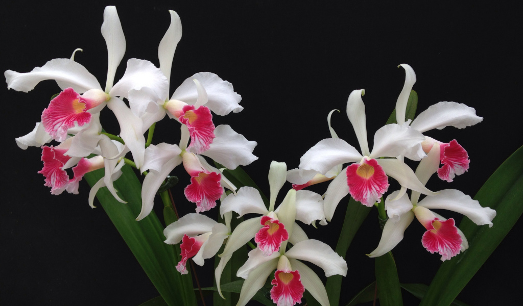 Белые орхидеи с розовой серединкой на черном фоне