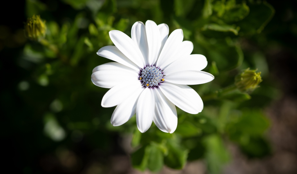 Белый цветок остеоспермум в лучах солнца 