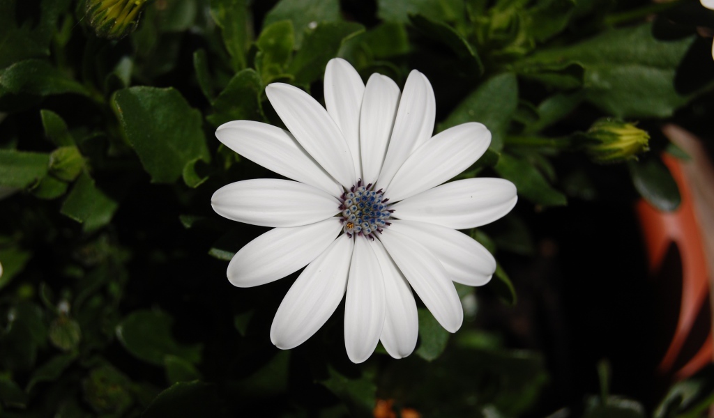 Белый цветок остеоспермум с бутонами 