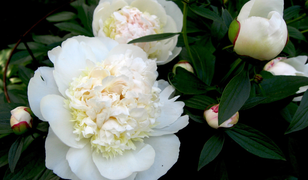 Белые цветы пиона с бутонами в зеленых листьях