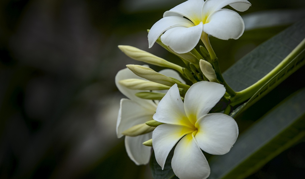 Белые цветы плюмерии с бутонами  на ветке 